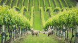 Nature.Sustainability.Yealands.Estate14